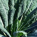 Brassica x 'Noir de Toscane'